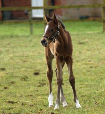 2015 colt by Dansili